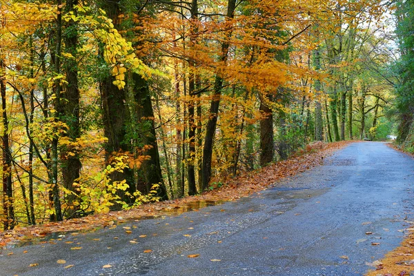 Road forest — Zdjęcie stockowe