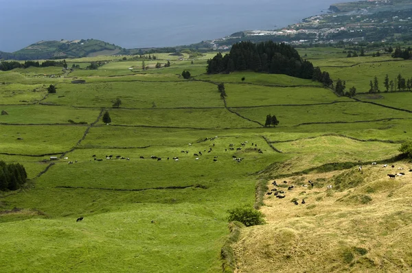 Azores granjas y campos — Foto de Stock