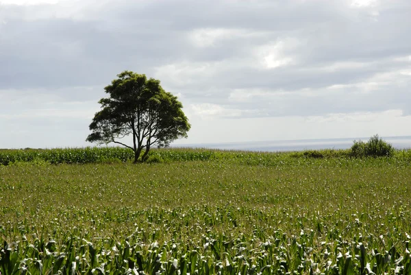 Кукуруза в азоре — стоковое фото
