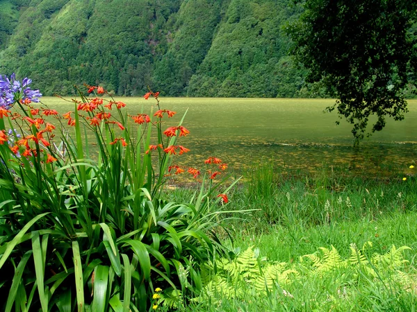 Flores — Fotografia de Stock