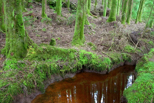 Невелике озеро на азорах дощовий ліс — стокове фото