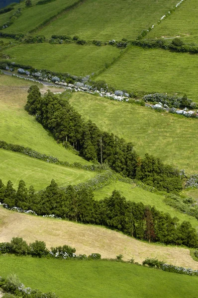 Azores fileds — стоковое фото