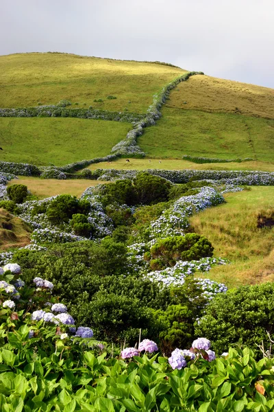 Azoren — Stockfoto