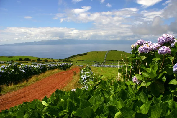 Azoren-Blüten — Stockfoto