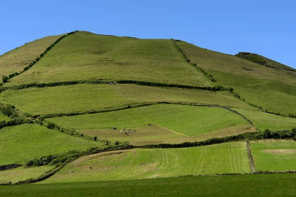 Açores — Fotografia de Stock