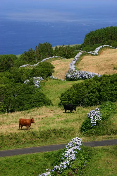 Vacas — Foto de Stock