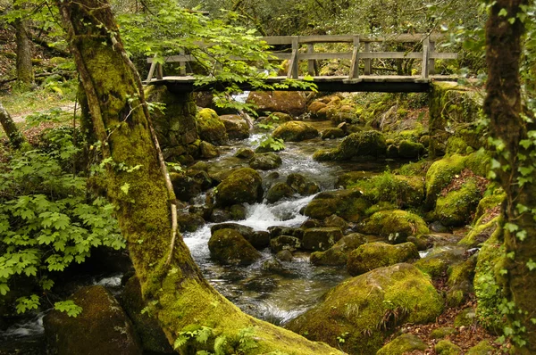 Skogbru – stockfoto