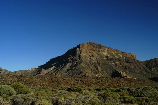 Tenerife toppvegetasjon – stockfoto