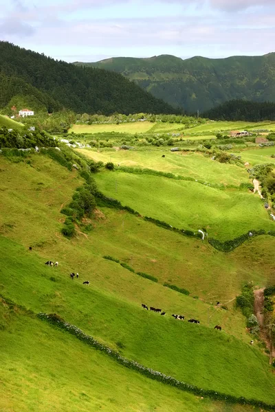 Gårdsutsikt på Azoresøya Sao Miguel – stockfoto