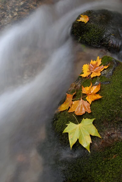 Autumn leaves in the edge of the river — Stock Photo, Image