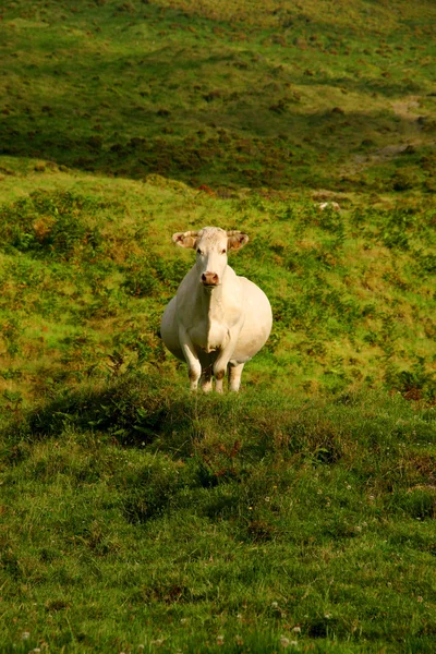 Cow pregnant — Stock Photo, Image