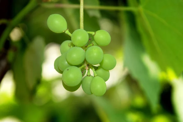 Uvas — Foto de Stock