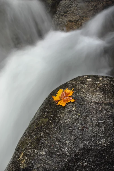Folha de outono na borda do rio — Fotografia de Stock
