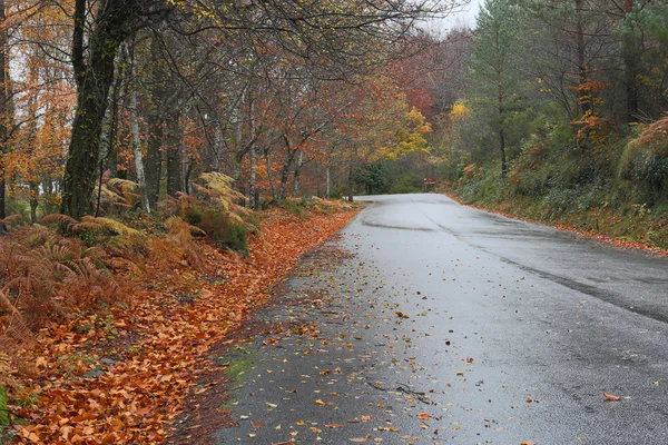 Forest road — Stockfoto