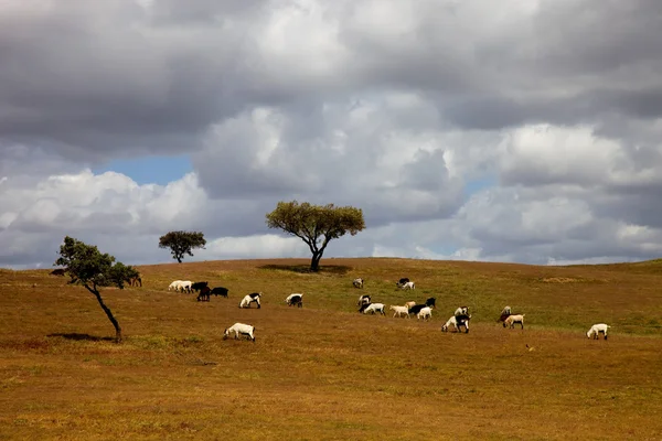 Azienda agricola — Foto Stock