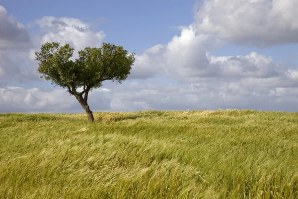 Alentejo — Stock Fotó