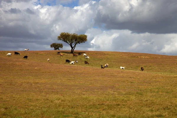 Arbre solitaire dans une ferme environnejo — Photo