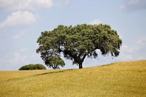 Alentejo — Zdjęcie stockowe