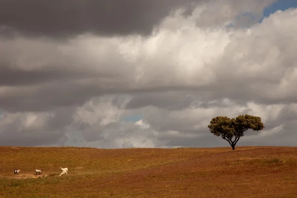 Farm — Stock Photo, Image