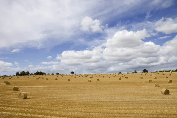 Dry hay — Stock Photo, Image