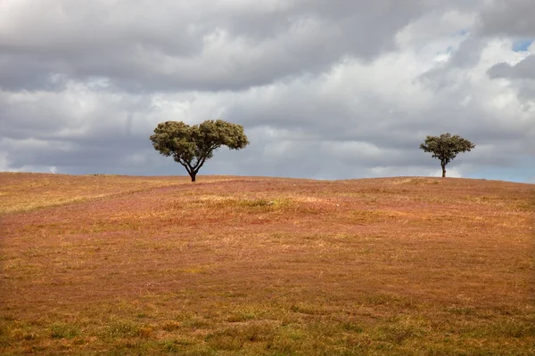 Alentejo — Stockfoto