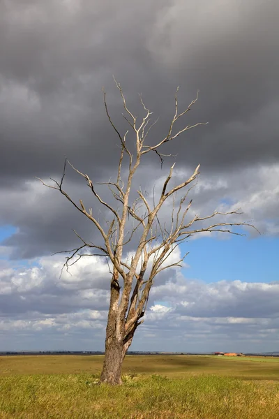 Albero — Foto Stock