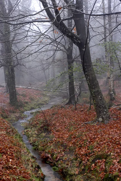 Petite rivière dans le parc national portugais — Photo