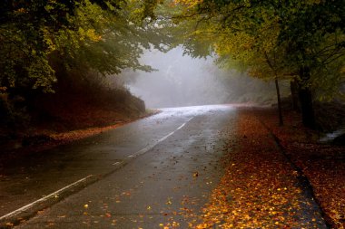 orman yolu