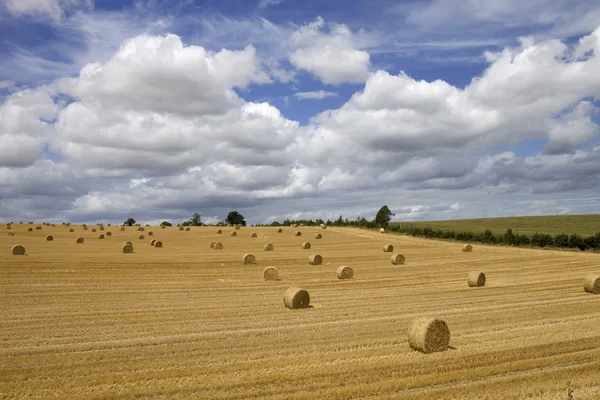 Dry hay — Stock Photo, Image