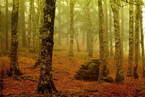 Ліс туман — стокове фото