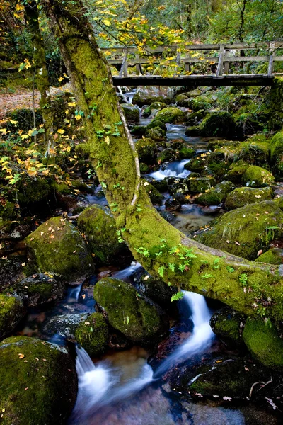 Sonbahar — Stok fotoğraf