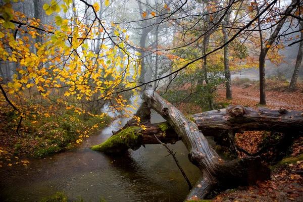 森の中の雨 — ストック写真