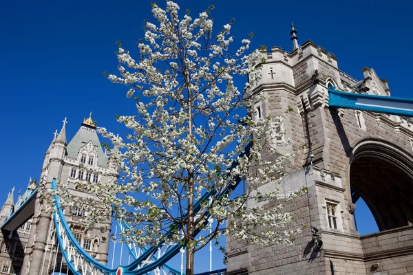 Tower bridge — Stock Photo, Image