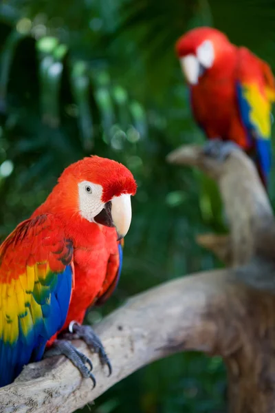 Parrots — Stock Image Parrots Royalty Free Stock Images