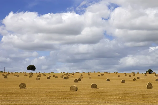 Dry hay — Stock Photo, Image