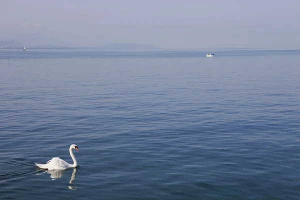 Cisne de lausanne — Fotografia de Stock