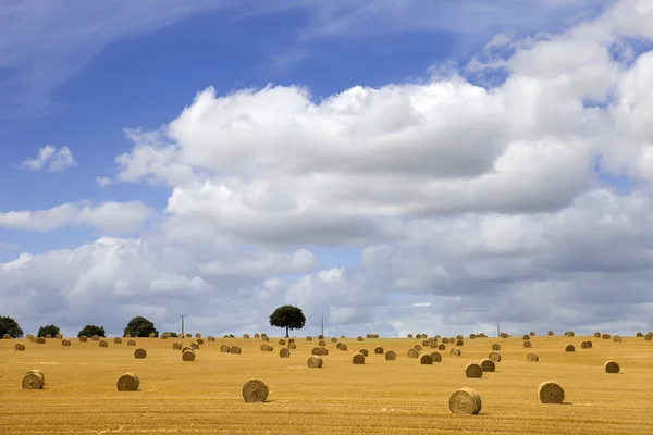 Dry hay — Stock Photo, Image