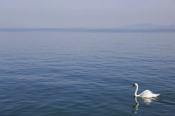 Lausanne swan — Stock Photo, Image