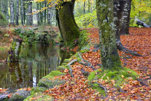 Parco Nazionale — Foto Stock