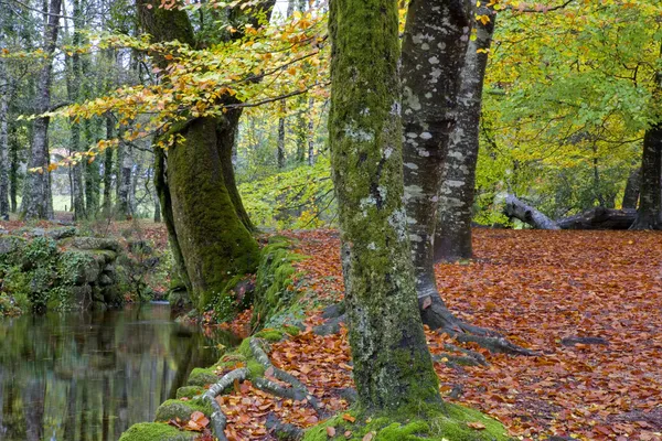 Höst — Stockfoto