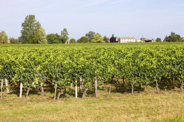 Wijngaard — Stockfoto