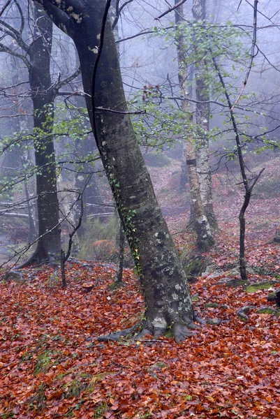 Bosbouw — Stockfoto