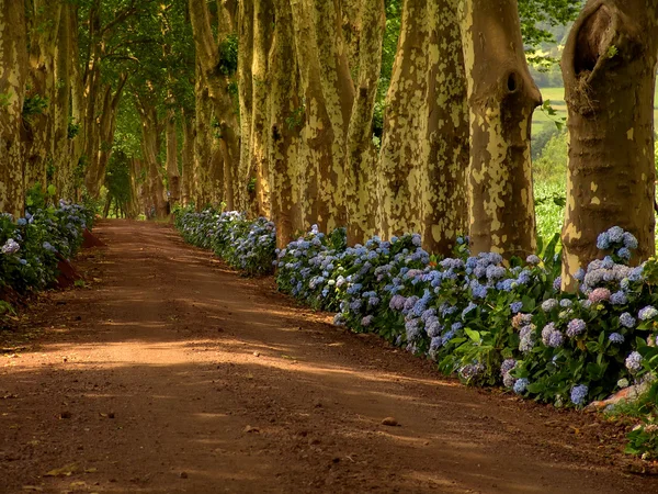 Azores — Foto de Stock