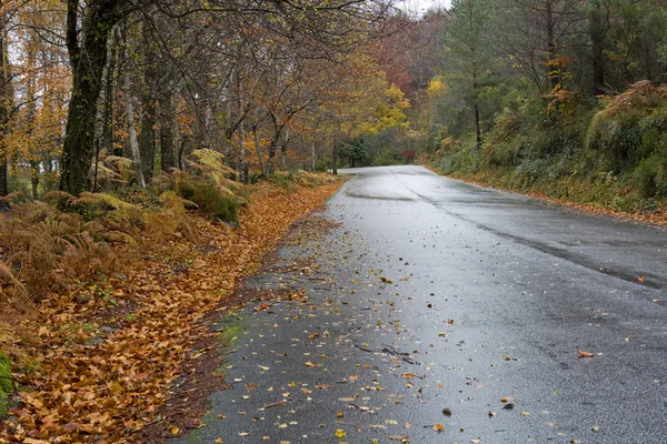 Forest road — Stockfoto