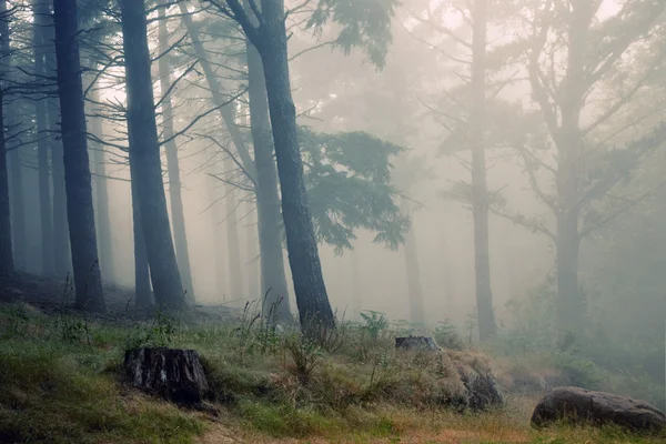 Rainforest — Stock Photo, Image