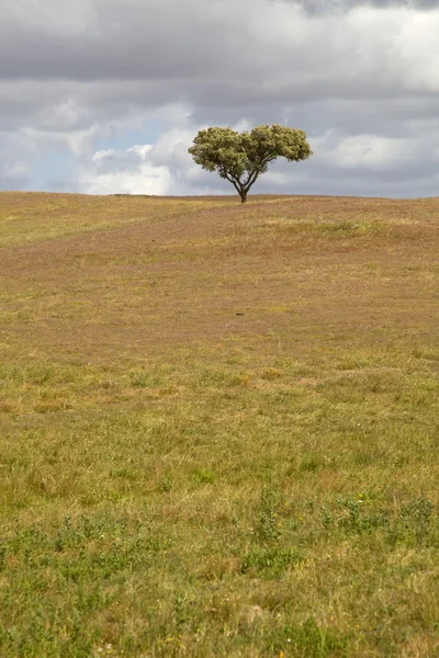 Alentejo — Zdjęcie stockowe