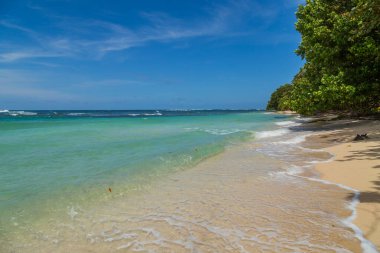 Panama 'da ağaçları olan tropik okyanus plajı