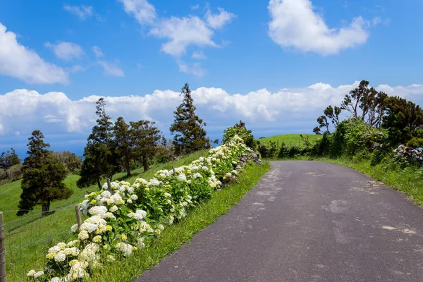 Belle File Fiori Ortensia Sulla Costa Settentrionale Flores Azzorre Portogallo — Foto Stock