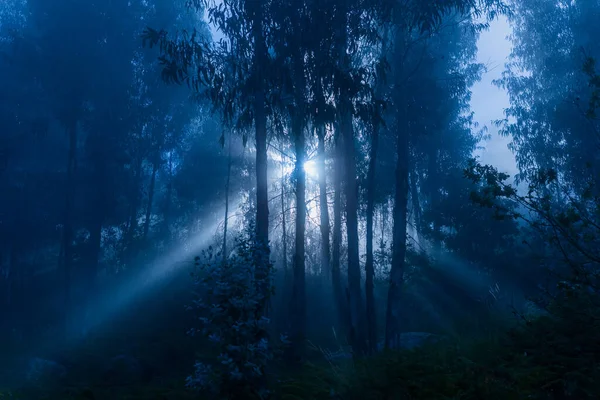 Туман Лісі Території Національного Парку Місті Герес Португалія — стокове фото