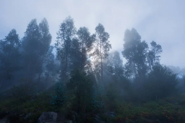 Nevoeiro Floresta Parque Nacional Português Geres Portugal — Fotografia de Stock